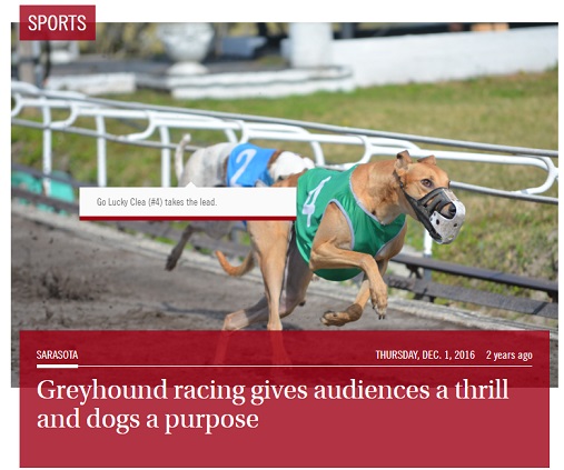 Greyhound racing gives audiences a thrill and dogs a purpose